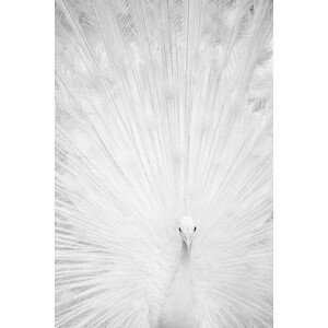 Umělecká fotografie White peacock, Marcel Comendant, (26.7 x 40 cm)