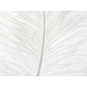 Umělecká fotografie Abstract background of white feather close up., Ana Maria Serrano, (40 x 30 cm)