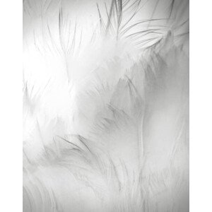Umělecká fotografie Close Up Detail of Swan Feathers, Vicki Jauron, Babylon and Beyond Photography, (30 x 40 cm)