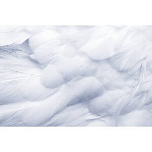 Umělecká fotografie Goose Feathers Background, pixonaut, (40 x 26.7 cm)