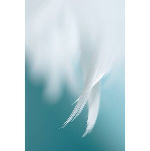 Umělecká fotografie Angel's wings, Helen Yin, (26.7 x 40 cm)