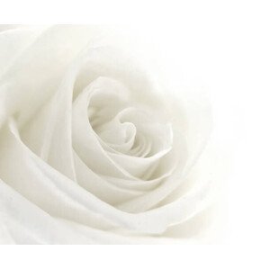 Umělecká fotografie A close-up of a single white rose, VIDOK, (40 x 35 cm)