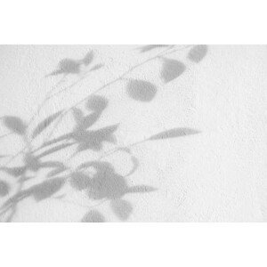 Umělecká fotografie Bush leaves shadow over textured white, Anna Blazhuk, (40 x 26.7 cm)