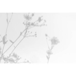 Umělecká fotografie Gray shadows of grass and flowers on white wall, Aleksandra Konoplia, (40 x 26.7 cm)