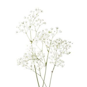 Umělecká fotografie Few twigs with small white flowers, Antonel, (35 x 40 cm)