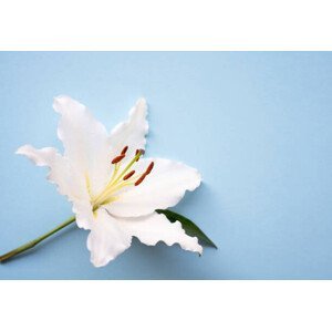 Umělecká fotografie One Easter lily white flower over blue background, Anna Blazhuk, (40 x 26.7 cm)