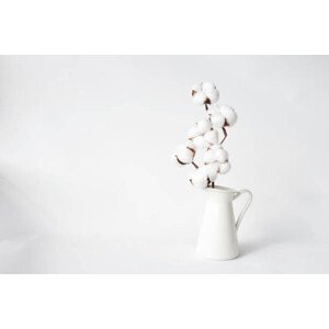 Umělecká fotografie Cotton in a vase, paula sierra, (40 x 26.7 cm)