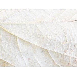 Umělecká fotografie close-up detail of underside of cream, Catherine McQueen, (40 x 30 cm)