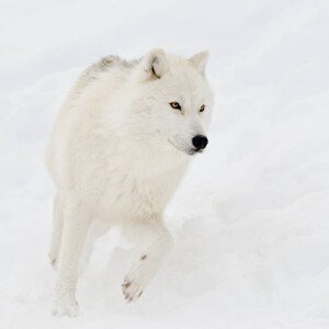 Umělecká fotografie Artic wolf (Canis lupus arctos) in snow, Maxime Riendeau, (40 x 40 cm)