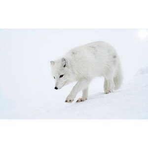 Umělecká fotografie Polar fox steps out briskly., DmitryND, (40 x 24.6 cm)