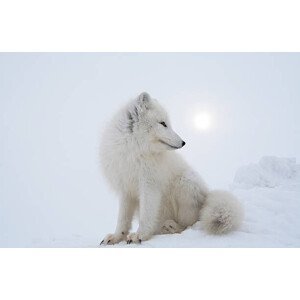 Umělecká fotografie Polar fox in overcast day., DmitryND, (40 x 26.7 cm)