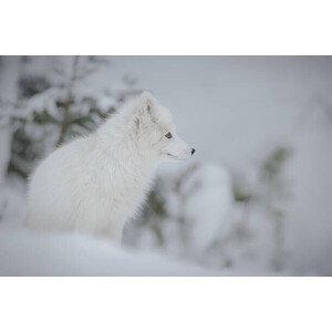 Umělecká fotografie Arctic fox, Neil_Burton, (40 x 26.7 cm)