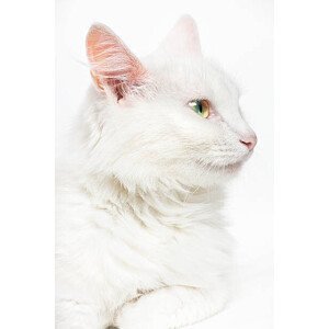 Umělecká fotografie White cat, 2happy, (26.7 x 40 cm)