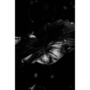 Umělecká fotografie Big leaf in black and white scene., Akira Nakatani, (26.7 x 40 cm)