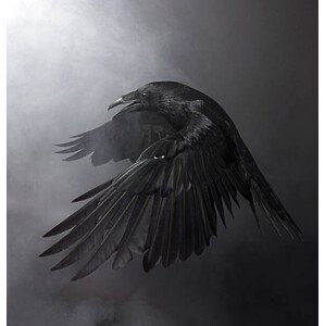 Umělecká fotografie Black Raven, Conceptor, (40 x 40 cm)