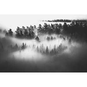 Umělecká fotografie Mysterious forest in fog at sunrise, monochrome, Milamai, (40 x 26.7 cm)