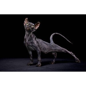 Umělecká fotografie Sphynx cat, Alexandra Draghici, (40 x 26.7 cm)