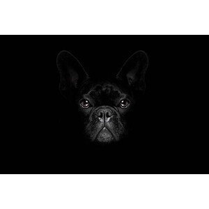 Umělecká fotografie dog isolated on black, damedeeso, (40 x 26.7 cm)