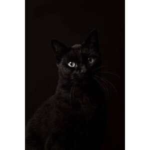 Umělecká fotografie Portrait of black cat, christopher soetaert, (26.7 x 40 cm)