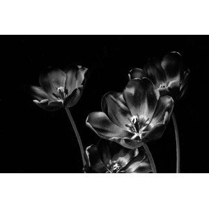 Umělecká fotografie Black and white tulips, valilung, (40 x 26.7 cm)
