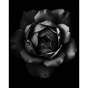 Umělecká fotografie Black and white close up of garden rose, Alex Blessing, (30 x 40 cm)
