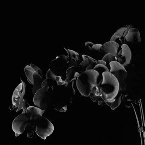 Umělecká fotografie Orchid, CollinXU, (40 x 40 cm)