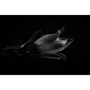 Umělecká fotografie Macro photo of tropical plant in black and white, KazanovskyAndrey, (40 x 26.7 cm)
