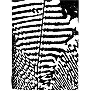 Ilustrace Zebra Pattern, CSA Images, (30 x 40 cm)