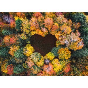 Umělecká fotografie Heart Shape In Autumn Forest, borchee, (40 x 30 cm)