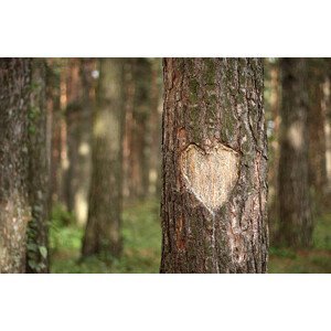 Umělecká fotografie Pine Heart, Pobytov, (40 x 26.7 cm)