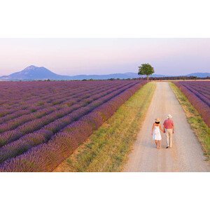 Umělecká fotografie Couple walking on roadway between lavender fields, Shaun Egan, (40 x 24.6 cm)