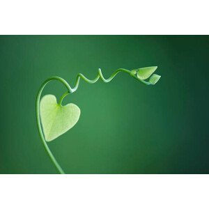 Umělecká fotografie Delicate vine with heart shaped leaves, ZenShui/Michele Constantini, (40 x 26.7 cm)