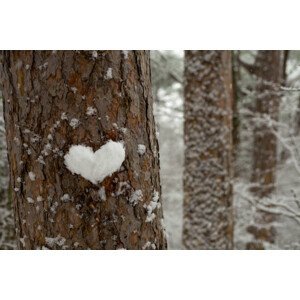 Umělecká fotografie heart made of snow on a tree trunk, Tanya Stetcyuk, (40 x 26.7 cm)