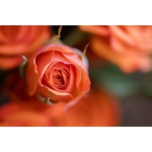 Umělecká fotografie Coral Baby Rose Close-up, Carolyn Ann Ryan, (40 x 26.7 cm)