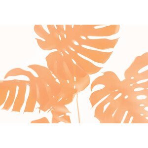 Umělecká fotografie Trendy Shadow of Tropical leaves of, Iryna Veklich, (40 x 26.7 cm)