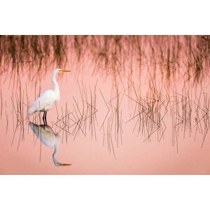 Umělecká fotografie Great Egret at Sunrise in a Pink Colored Marsh, Troy Harrison, (40 x 26.7 cm)