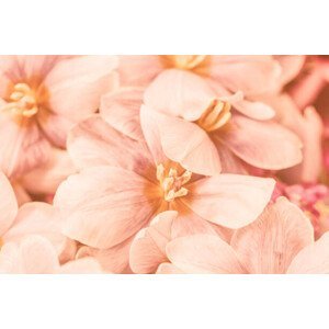 Umělecká fotografie Close-up of pink flowers, Natalia Serenko / 500px, (40 x 26.7 cm)