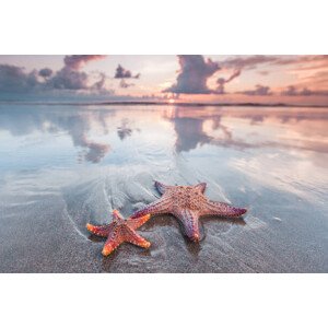 Umělecká fotografie Starfish on beach, IvanMikhaylov, (40 x 26.7 cm)