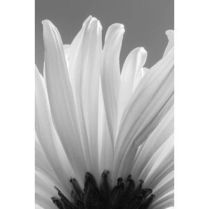 Umělecká fotografie white chrysanthemum bw, uuoott, (26.7 x 40 cm)