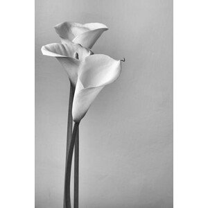 Umělecká fotografie Calla lilies, Svetl, (26.7 x 40 cm)
