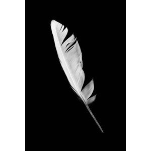 Umělecká fotografie Beautiful white feather isolated on black, nadtytok, (26.7 x 40 cm)