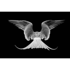 Umělecká fotografie Common Tern,Close-up of dove flying against, J Uriarte / 500px, (40 x 26.7 cm)