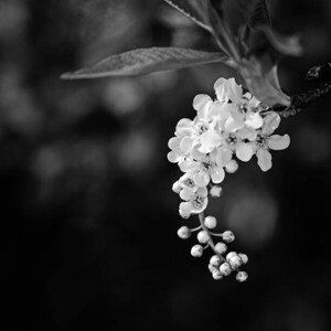 Umělecká fotografie close up of white tree blossoms, Anneliese Gruenwald-Maerkl, (40 x 40 cm)