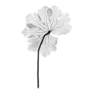 Umělecká fotografie Cranesbill leaf, (Geranium sp.), X-ray, NICK VEASEY/SCIENCE PHOTO LIBRARY, (26.7 x 40 cm)