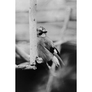 Umělecká fotografie Birdie Photo,Close-up of jay perching on feeder, Iolu  Marian Beniamin / 500px, (26.7 x 40 cm)