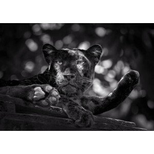 Umělecká fotografie Panther or leopard are relaxing, undefined undefined, (40 x 26.7 cm)