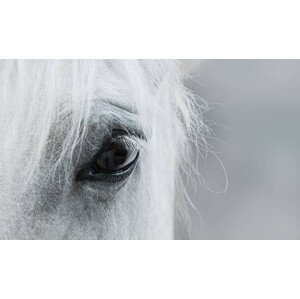 Umělecká fotografie Eye of white mustang, Abramova_Kseniya, (40 x 24.6 cm)