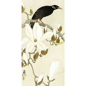 Umělecký tisk Myna On Magnolia Branch, Ohara Koson, (20 x 40 cm)