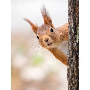 Umělecká fotografie Close-up of squirrel on tree trunk,Tumba,Botkyrka,Sweden, mange6699 / 500px, (30 x 40 cm)