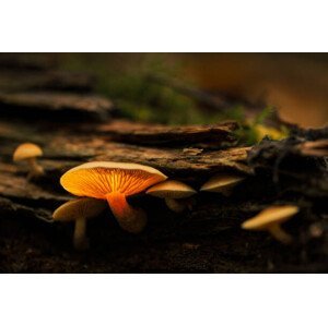 Umělecká fotografie Glowing mushroom, Montana1957, (40 x 26.7 cm)